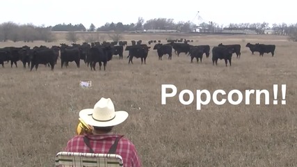 Фермер събира своите крави с коледна песен!