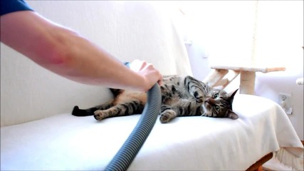 това сладко котенце е голям фен на почистването с прахосмукачка