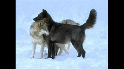 Wolf