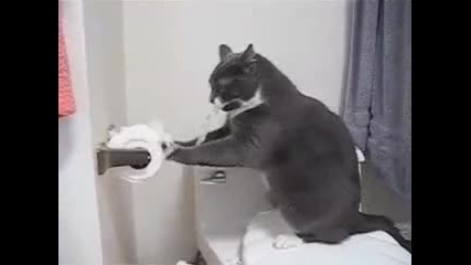 Котка се бръкна тоалетна хартия по цял час ! 