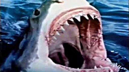 monster sharks flv.mp4