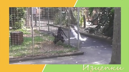 Изцепки в зоопарка