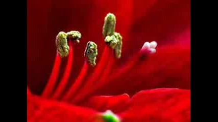 James Last - I Dream Of You