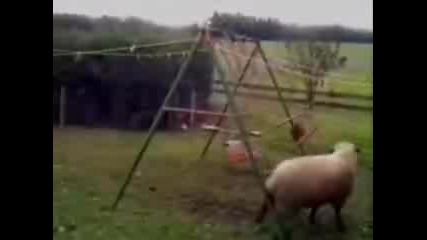 разбесняла се овца разбива желязна детска люлка 