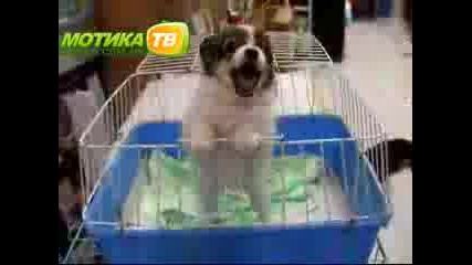 Куче плаче како дете