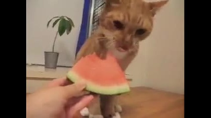 Котка вегетарианец