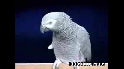 Много умен папагал