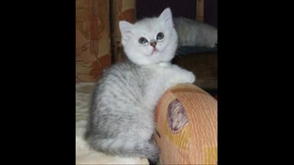 Животинки - Part 2 - Cats
