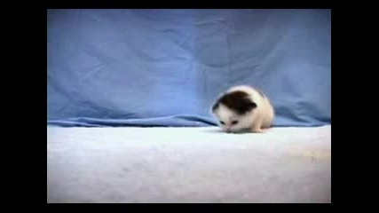 Малко Коте
