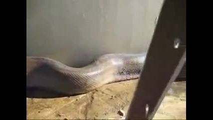 Най - дългата змия на света