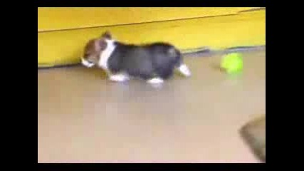 Cute Puppy.flv