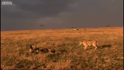 Lion hunts wildebeest - Big Cat Diary - Bbc 