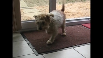 Възпитано куче си изтрива лапите преди да влезе
