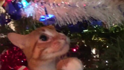 Котки в очакване на Коледа
