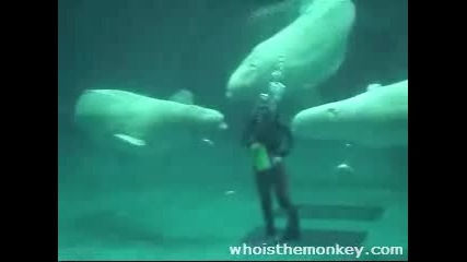 Бели Делфини Правят Балончета