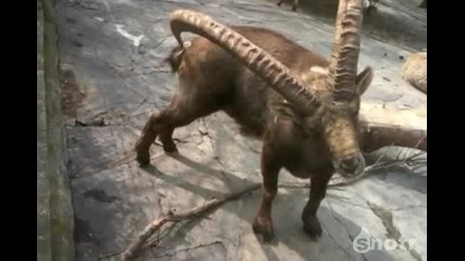 Не не не, просто не е истина какво прави това животно!
