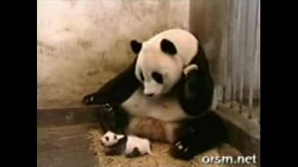 the sneezing baby panda 