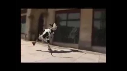 Vaca Loca 