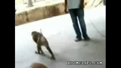 Маймуна Прави Лицеви Опори