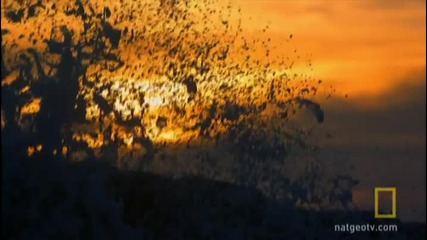 National Geographic - Дивата Природа : Надпревара за чифтосване