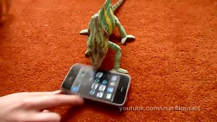 Chameleon was frightened by iphone (what he saw_)