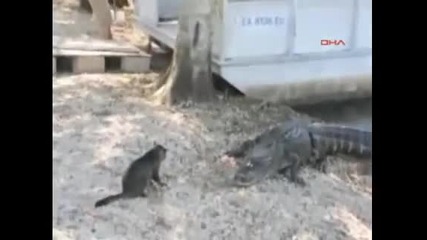 Котка срещу алигатор