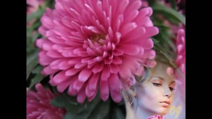 Beautiful Flowers of The Autumn -