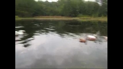 Feeding Time at the Pond 