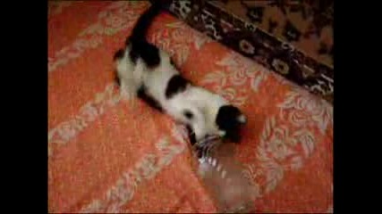 Коте И Чаша