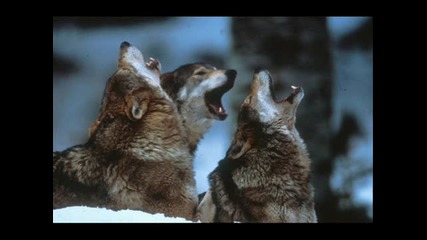Wolves Howl