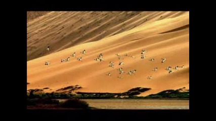 Горячее Дыхание Песков - Дидюля Arabika