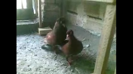 паламарски гълъби на гюрсел от киченица