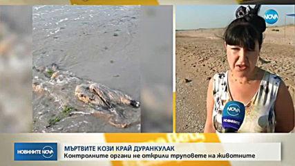 Мъртви кози с румънска маркировка изхвърли морето край Дуранкулак