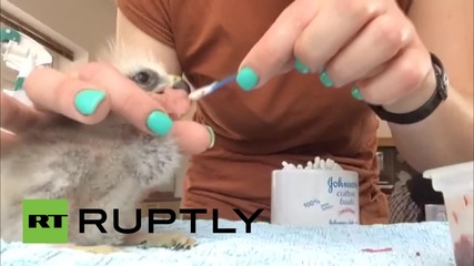 UK: Meet Beaky, the kite chick who received reconstructive surgery