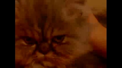 сладко коте - Prince