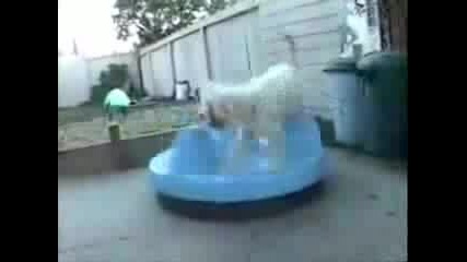 Компилация - Смешни Животни!!