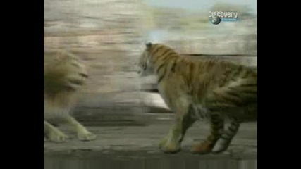 Lion & Tiger.avi