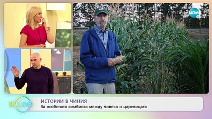 „Истории в чиния“: За особената симбиоза между царевицата и човека