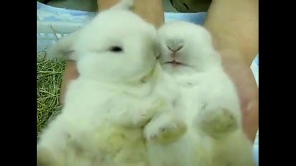 2 много сладки зайчнца 