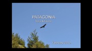 Patagonia - Flora Fauna