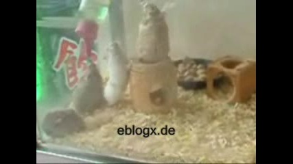Луд хамстер 