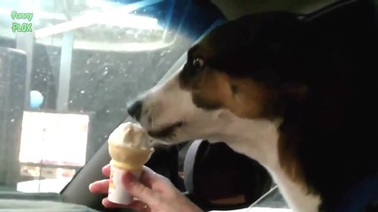 Кучета които обичат сладолед - Компилация