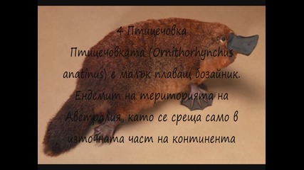 10 удивителни животни на земята