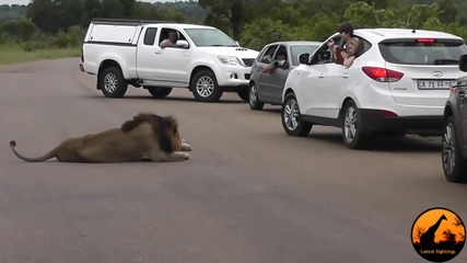 Лъв вижда туристи. Защо трябва да си седим в колата...