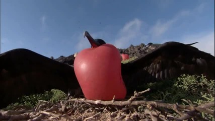 Birds in Love
