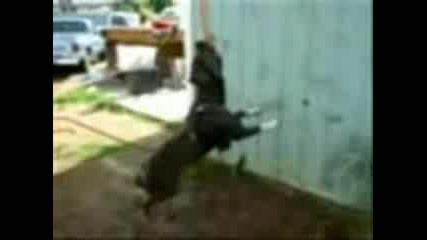 Pitbulli