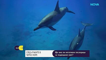 Ще доведедат ли атаките в Черно море до негативни последици за подводния свят