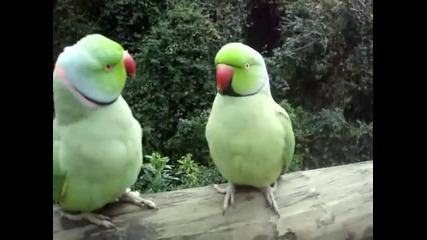 Папагалчета си говорят много смешно смях