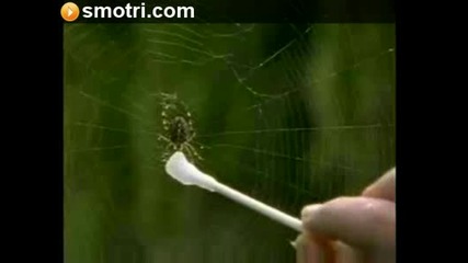 паяци наркомани