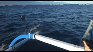 Плуване с делфини ("Без багаж")
